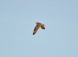 DSC_1344b.JPG