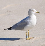 DSC_1599b.JPG