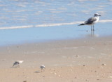 DSC_1611b.JPG