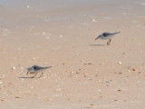DSC_1617b.JPG