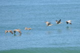 DSC_1624b.JPG