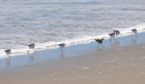 DSC_1795b.JPG