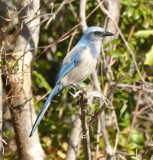 DSC_1871b.JPG