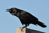DSC_2057b.JPG