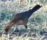 DSC_2068b.JPG