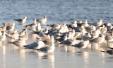 DSC_2203b.JPG