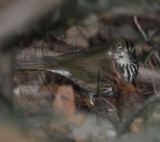DSC_0005b.JPG