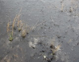 IMG_6363b.JPG