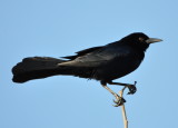DSC_0690b.JPG