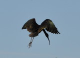 DSC_0716b.JPG