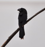 DSC_0932b.JPG