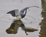 DSC_0298b.JPG