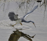 DSC_0307b.JPG