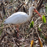 DSC_0335b.JPG