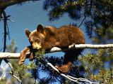 Bear Cub Treed.jpg