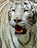Tiger - biela forma