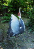 White-naped Crane... with an attitude (Grus vipio)