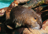 River Rat (Myocastor coypus)
