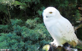 Snowy Owl (Bubo scandiacus)