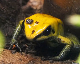 Golden Poison Frog (Phyllobates terribilis)