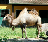 Bactrian Camel (Camelus bactrianus)