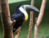 Channel-billed Toucan (Ramphastos vitellinus)