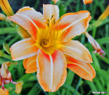 P6210386 copy.jpg