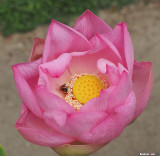 Indian Lotus (Nelumbo nucifera, indijski lotos)