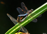 Dragonfly Action