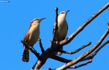 Rufous-naped Wren, Campylorhynchus rufinucha