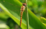 Dragon Fly