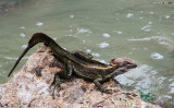 Iguanas In Panama