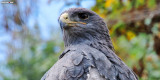 Black-chested Buzzard-eagle (Geranoaetus melanoleucus)