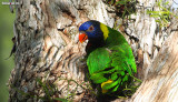 Rainbow Lorikeet