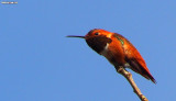 Rufous Hummingbird