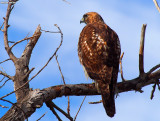 Some Of My Favorite Bird Photos