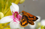 Natures Beauty 