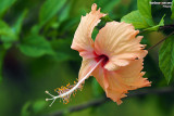 The Beauty of Flowers