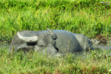 Water Buffalo