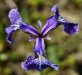 DSC01994 - Blue Flag Iris