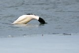 DSC08501 - Diving Merganser