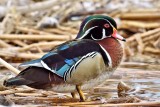 DSC08775 - Wood Duck (male)