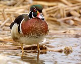 DSC08825 - Wood Duck (male)