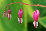 DSC00989 - Bleeding Hearts