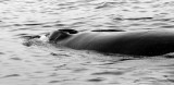 DSC03424 - Thar She Blows