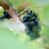 DSC04473 - Fruit of the Vine