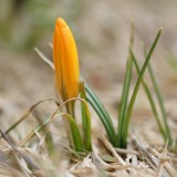 DSC07423 - Crocus