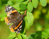 DSC02317 - Tattered Red Admiral
