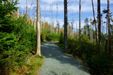 DSC02337 - Autumn on the Trail