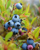 DSC07118 - Wild Blueberries